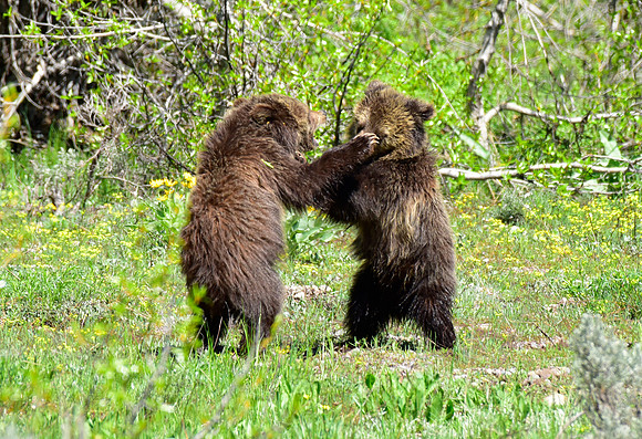 blondie and her cubs 2018 (15)