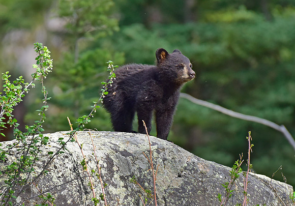 black bears with cubs 2018 (171)