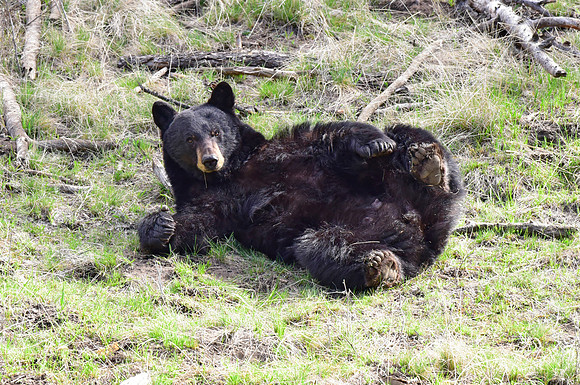 black bears with cubs 2018 (110)