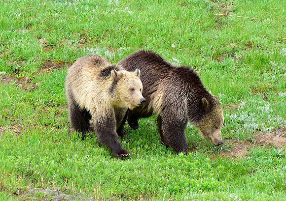 raspberry and her blonde cub 2018 (34)