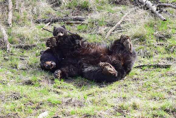 black bears with cubs 2018 (124)