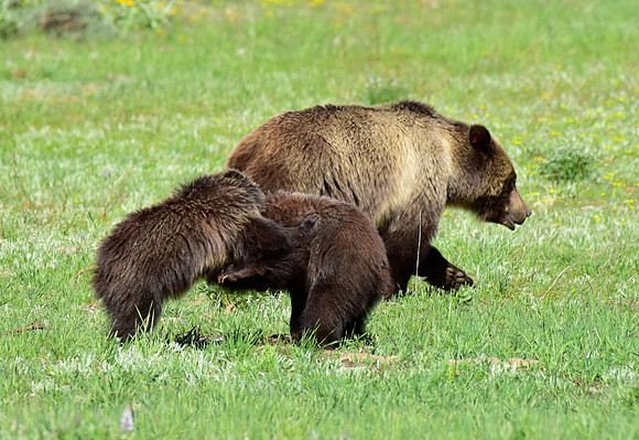 blondie and her cubs 2018 (7)