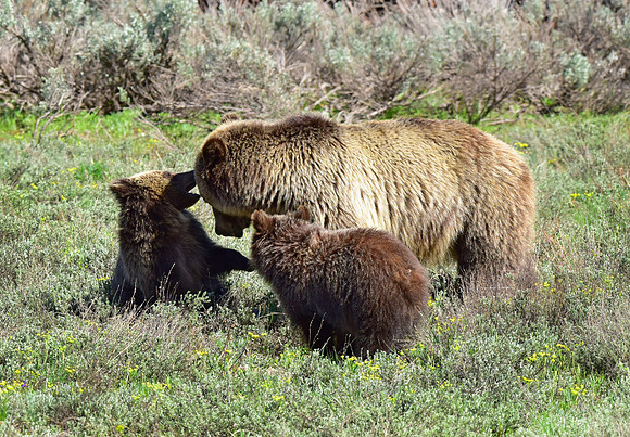 blondie and her cubs 2018 (29)
