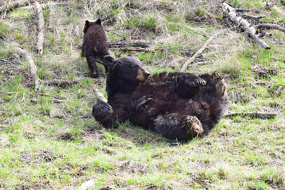 black bears with cubs 2018 (104)