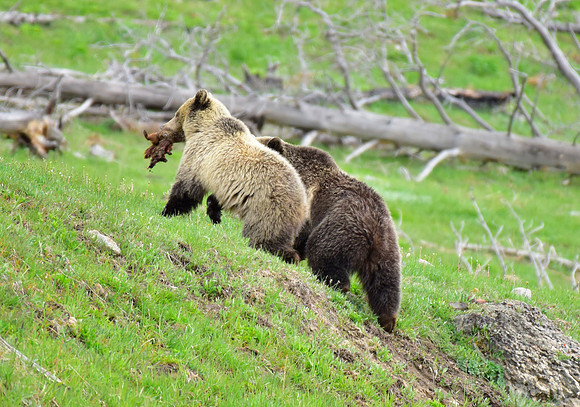 raspberry and her blonde cub 2018 (10)