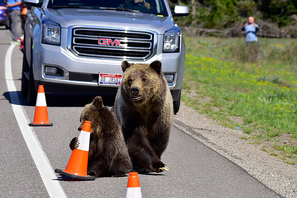 blondie and her cubs 2018 (40)