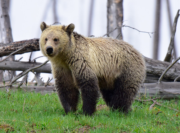 raspberry and her blonde cub 2018 (24)