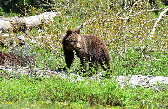 blondie and her cubs 2018 (17)