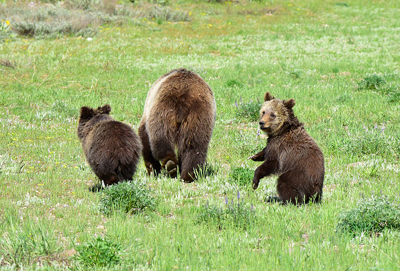 blondie and her cubs 2018 (42)
