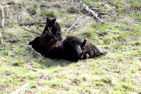 black bears with cubs 2018 (116)