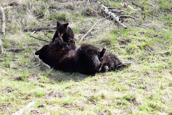black bears with cubs 2018 (116)