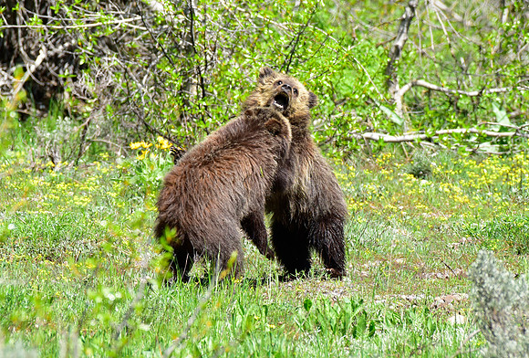 blondie and her cubs 2018 (16)