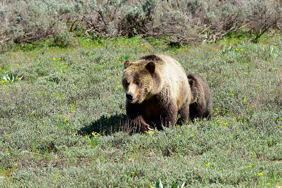 blondie and her cubs 2018 (31)