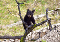 black bears with cubs 2018 (83)