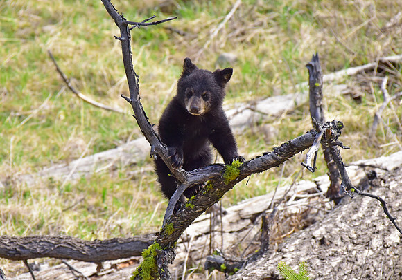 black bears with cubs 2018 (83)