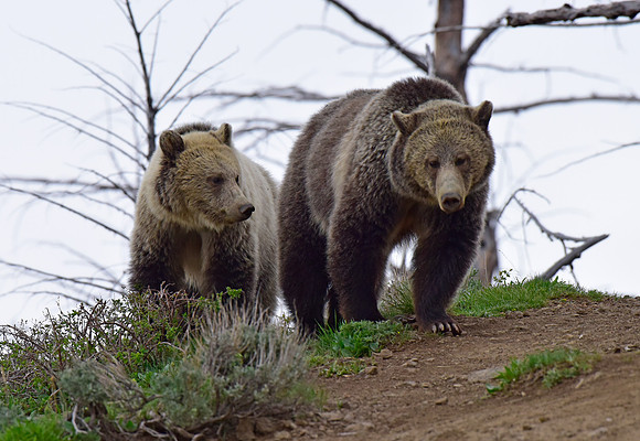 raspberry and her blonde cub 2018 (3)