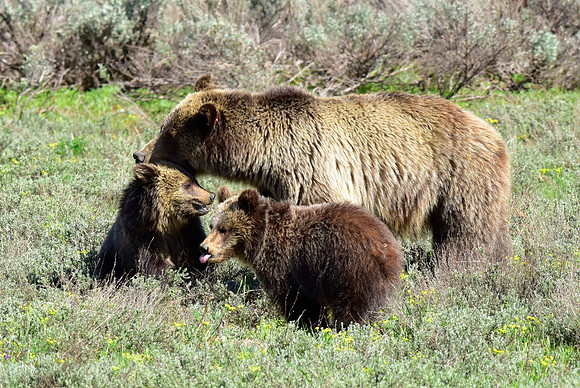 blondie and her cubs 2018 (28)