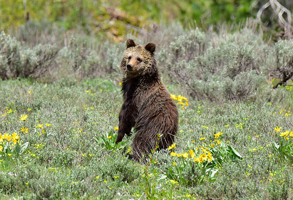 blondie and her cubs 2018 (19)