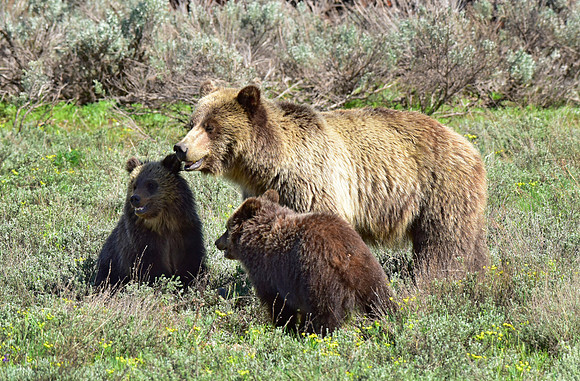 blondie and her cubs 2018 (25)