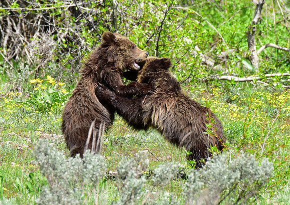 blondie and her cubs 2018 (9)
