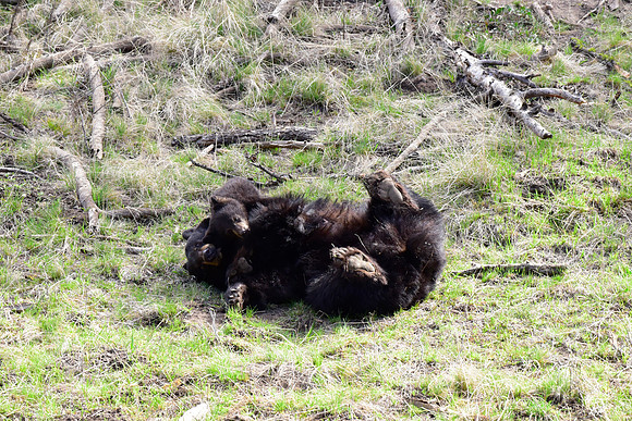 black bears with cubs 2018 (121)
