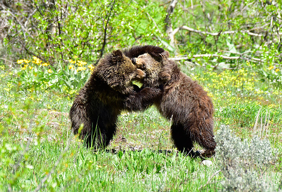 blondie and her cubs 2018 (12)
