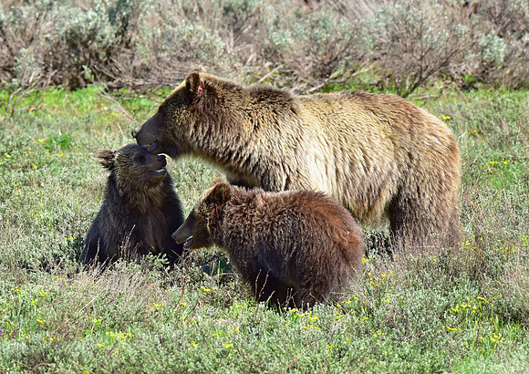 blondie and her cubs 2018 (26)