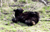 black bears with cubs 2018 (106)