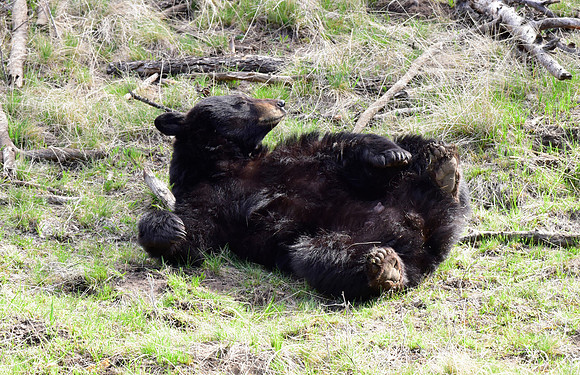 black bears with cubs 2018 (106)