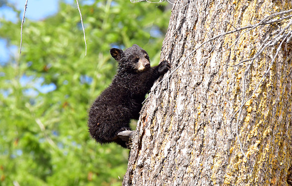 black bears with cubs 2018 (138)