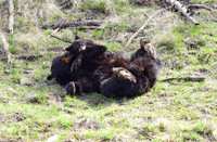 black bears with cubs 2018 (120)