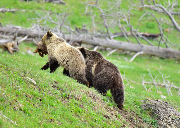 raspberry and her blonde cub 2018 (11)