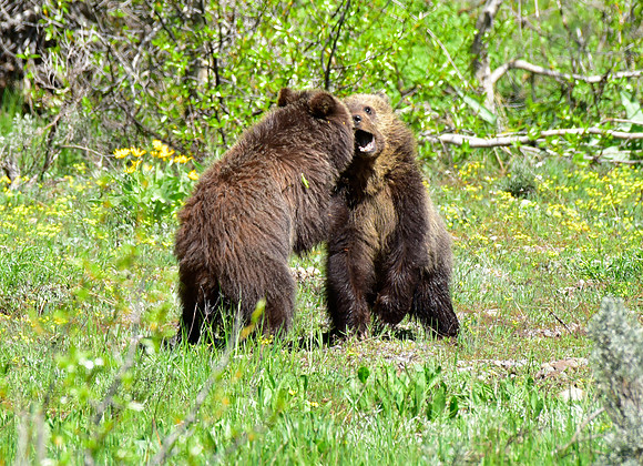 blondie and her cubs 2018 (14)