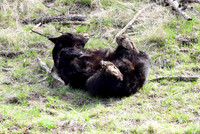 black bears with cubs 2018 (111)