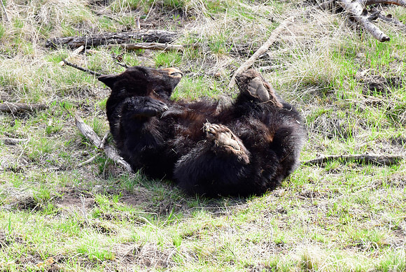 black bears with cubs 2018 (111)