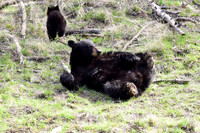 black bears with cubs 2018 (105)