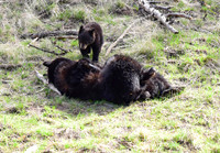black bears with cubs 2018 (114)