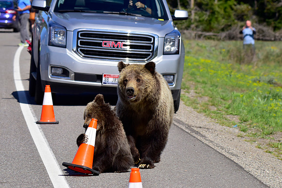 blondie and her cubs 2018 (39)