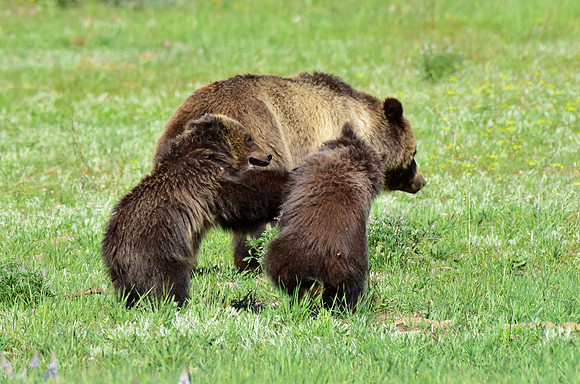 blondie and her cubs 2018 (5)