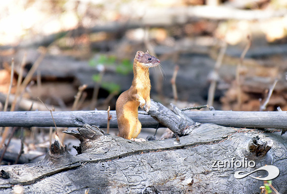 long tailed weasel (3)
