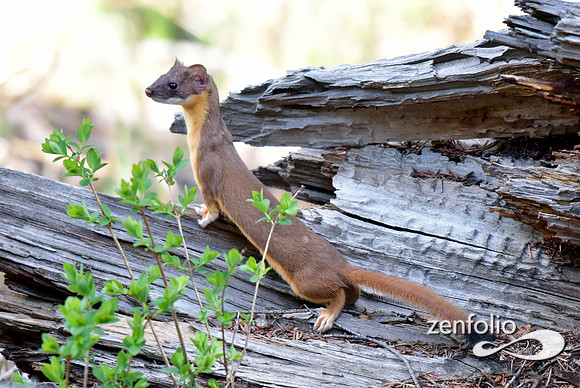 long tailed weasel (10)