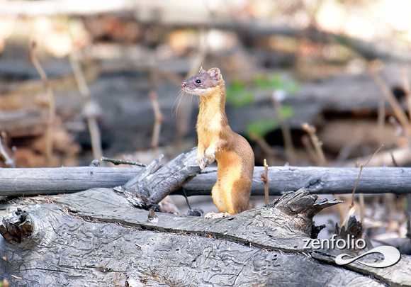 long tailed weasel (2)
