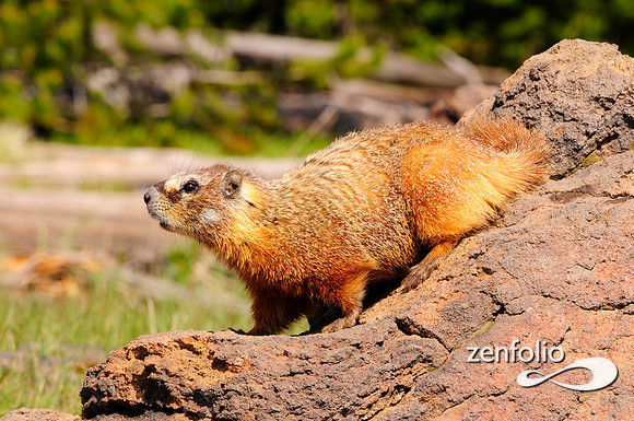 orange bellied marmot.