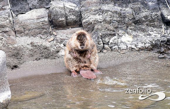 beaver along the yellowstone (6)