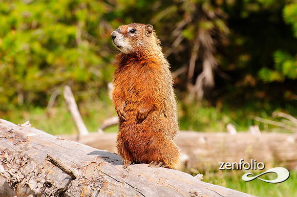 orange bellied marmot.