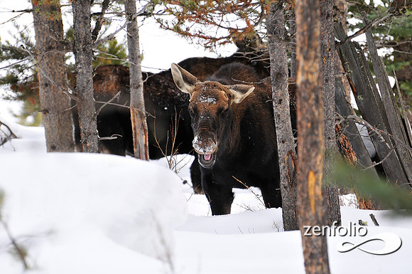 moose in winter.