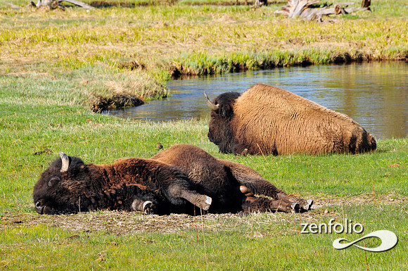sleepy bison.