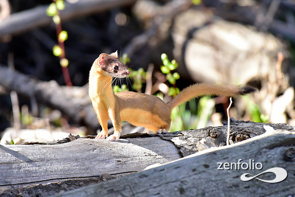 long tailed weasel (5)