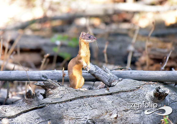 long tailed weasel (4)