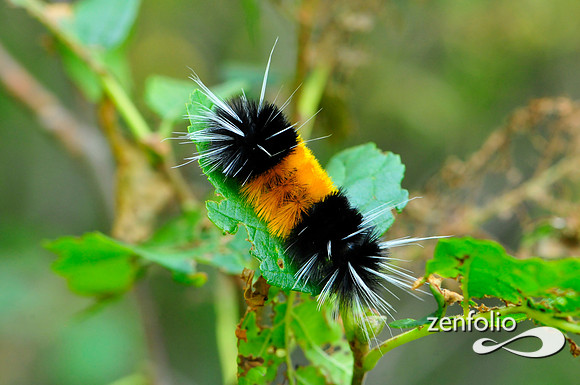 caterpillar